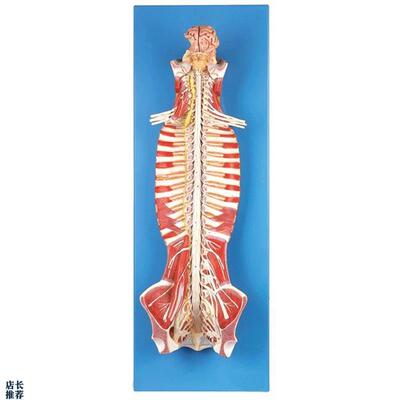 椎管内部脊髓神经模型GD/UA18102
