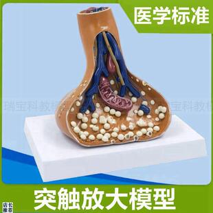 突触模型神经元细胞脊髓横断面脊神经根胞体树Y突髓鞘医用