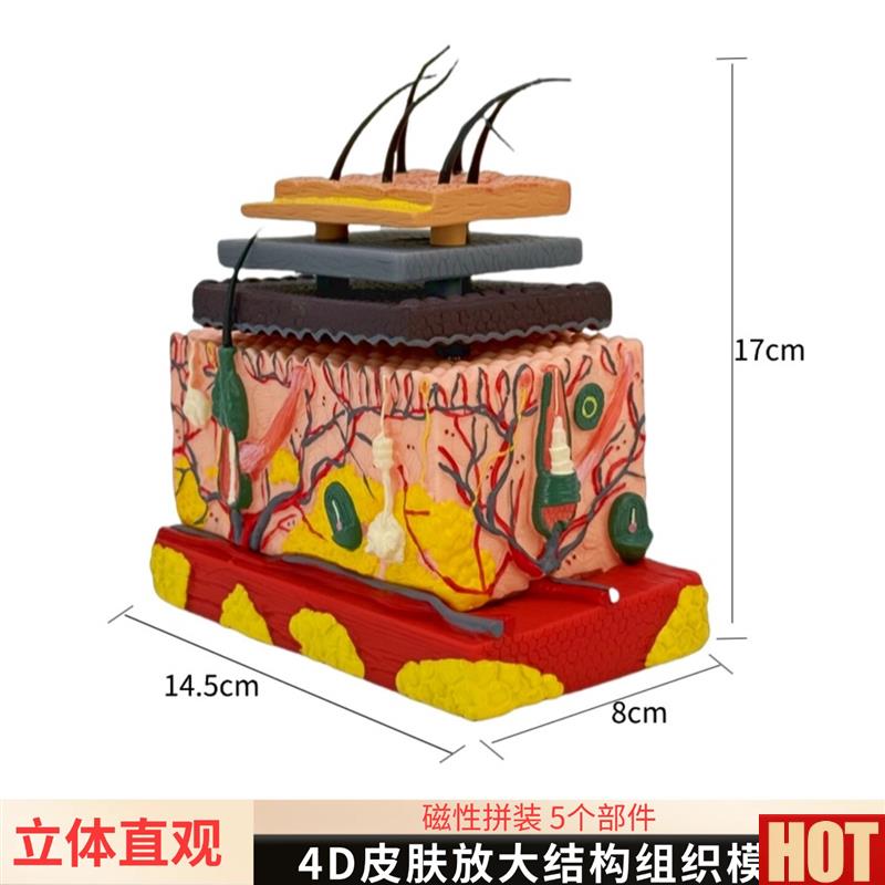 学立体皮肤组织结构放大模r型人体层次构造分层解剖模具整形头皮