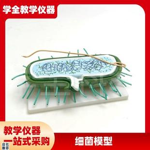 细菌模型高倍放大细胞病s毒细菌标本染色体鞭毛生物教学展示模型