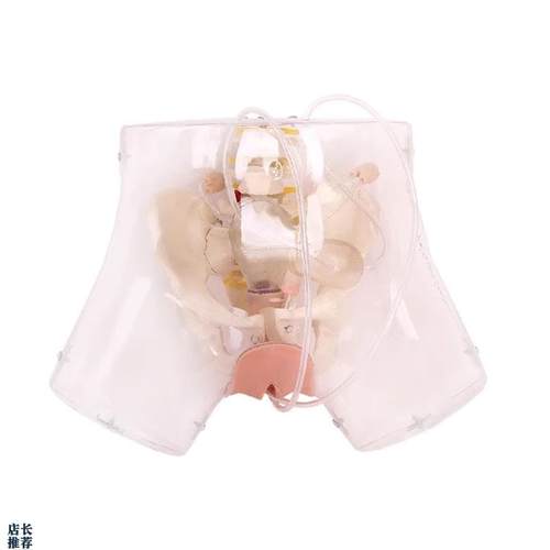高级透明刮宫模型透明刮宫教D学模型女性计划生育模型