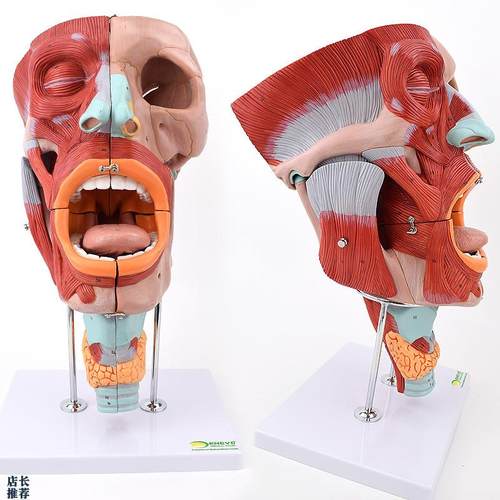 ENOVO颐诺鼻口咽喉腔肌模型A鼻腔擦拭检测教学舌头颈部喉腔肌肉神