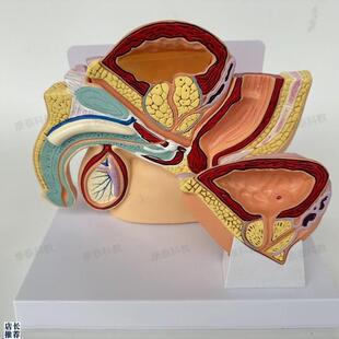 康泰医学教具男性盆腔膀胱前列腺病F理男科医药促销医患示教生殖