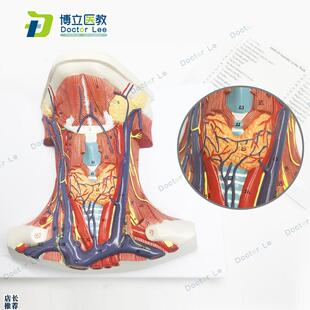 颈部模型颈前肌局解肌肉神y经解剖学人体教学医学教具模型