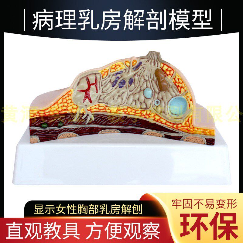 乳房模型胸部h解剖模型静止期哺乳期女性病变乳腺结构乳房医学教