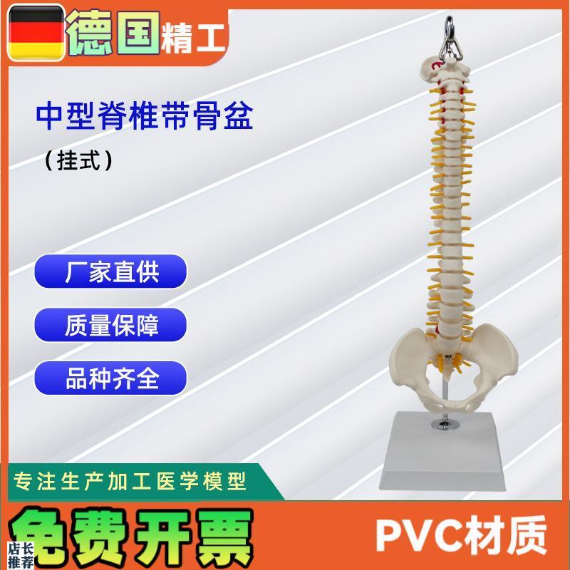 中型脊椎带骨盆(挂式t)模型人体骨骼模型医学教学模型