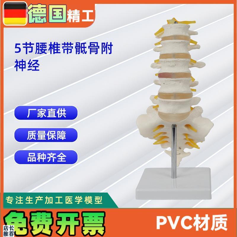 5节腰椎带骶骨附神经骨科教学展示W教具可做分销