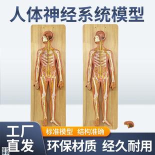 医学人体神经g系统解剖模型中枢神经脑脊髓躯干模型脊神经模型