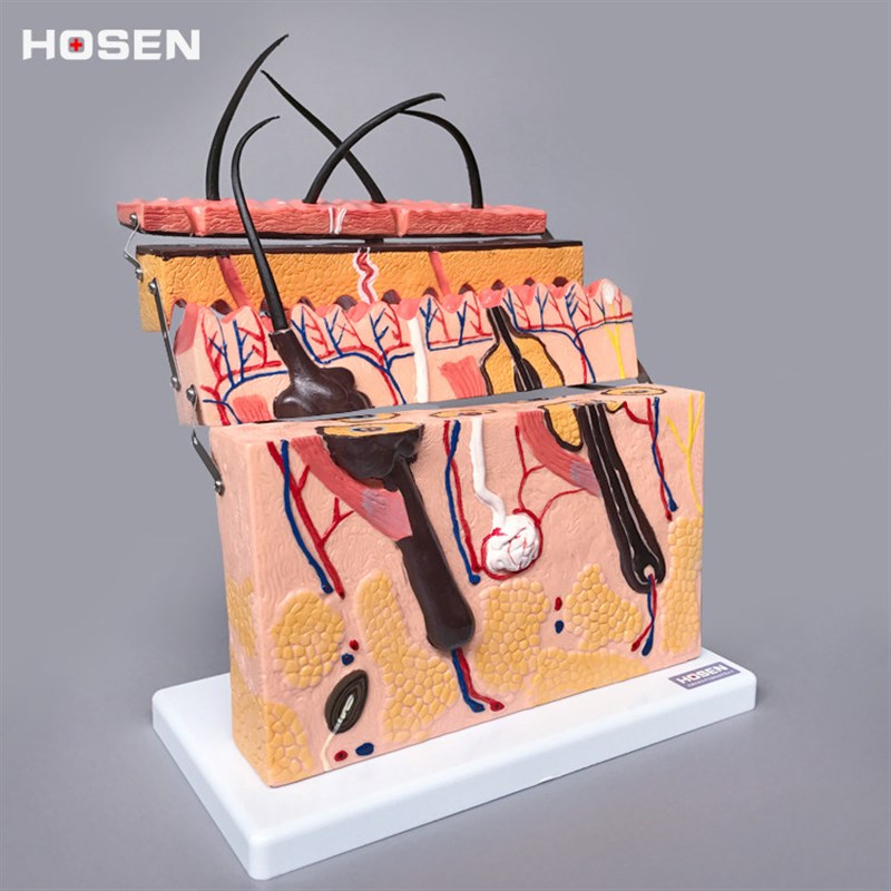 皮肤模型人体皮肤结构q放大层次解剖结构毛囊毛发生长教学模具美
