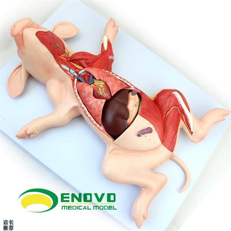 ENOVO颐诺猪解剖模型猪胚x胎猪器官内脏肌肉神经畜牧养殖学习动