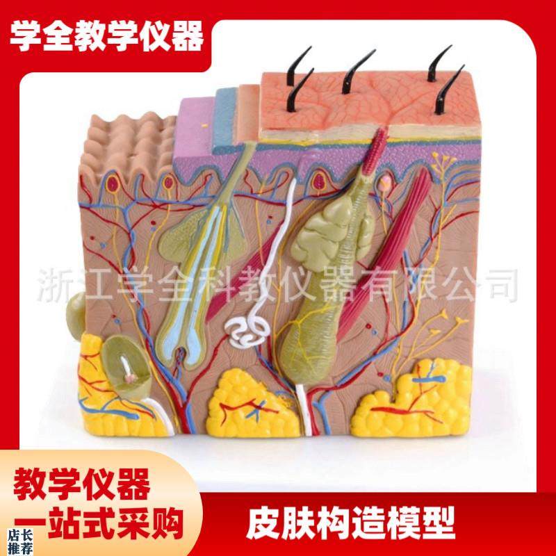 立体皮肤模型皮肤组织结构放大70倍人体皮肤医学教U学模型皮肤模