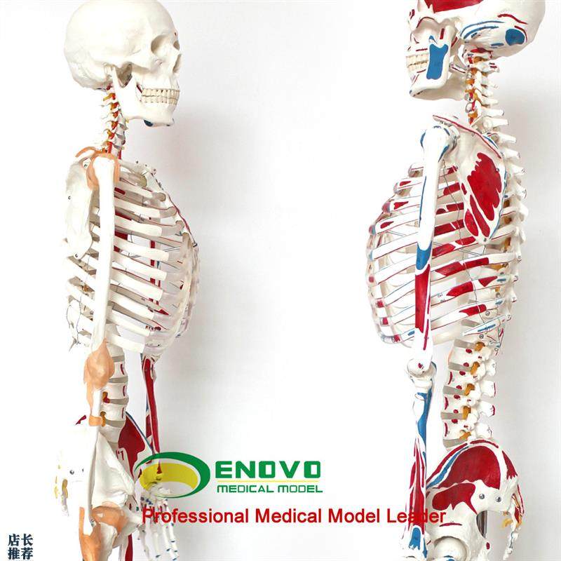 ENOVO正品医用人体170CM骨骼模型数字标O识款美术艺用骨骼模型