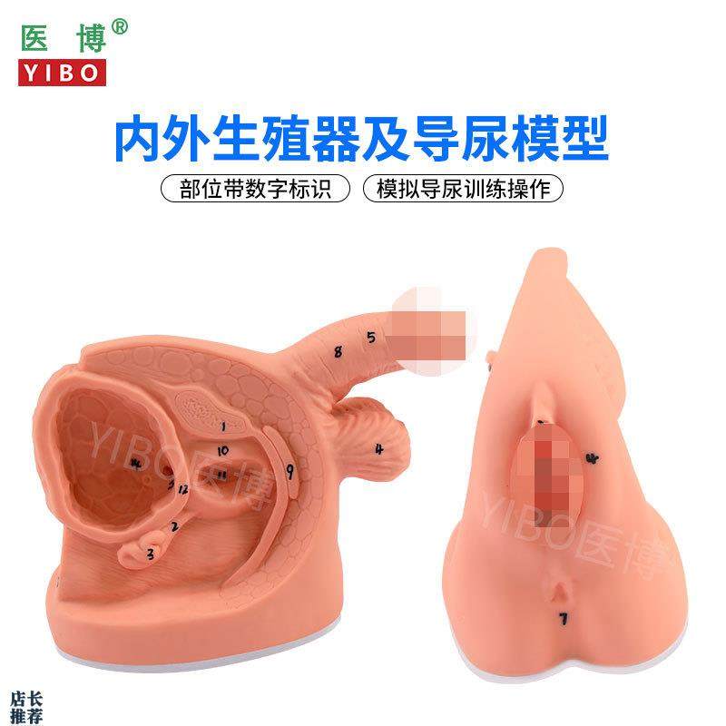 医博BIX-H5Dg/6D男女性内外生殖及导尿模型男性生殖器解刨模型女