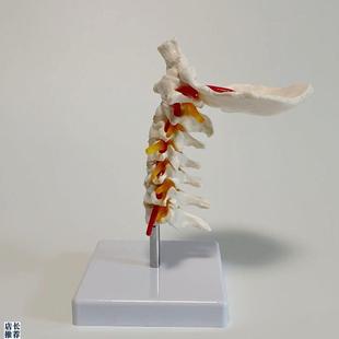 1比1颈椎模型枕骨动脉血管神经寰椎枢I椎人体脊柱正骨麻醉中医康