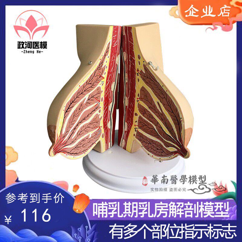 催乳师乳房e结构解剖模型 环保PVC假乳房教学模型 月嫂培训教具