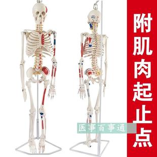 人体骨骼模型85CM人骨架模型关节模型人骨标本W腰椎模型教具