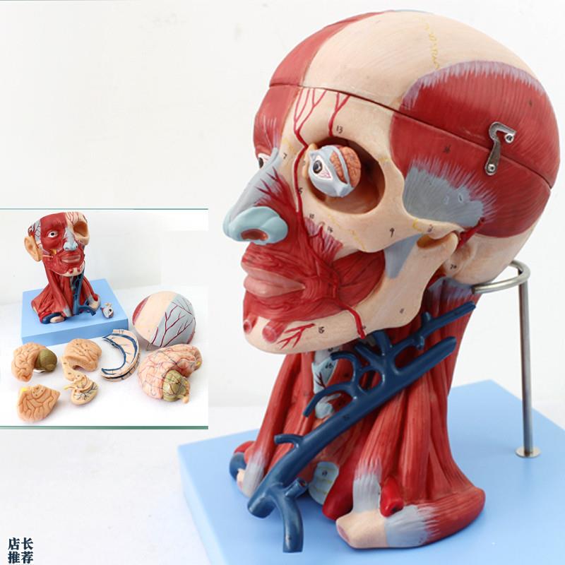 ENOVO颐诺医学人体头颈部y肌肉血管附脑头颅脑模型人体头部解剖大