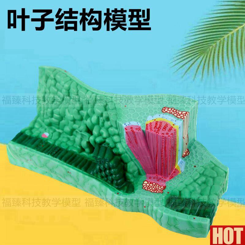 物叶子模型 植物导管筛管 单子叶双子叶植物茎初中B高中教学仪器