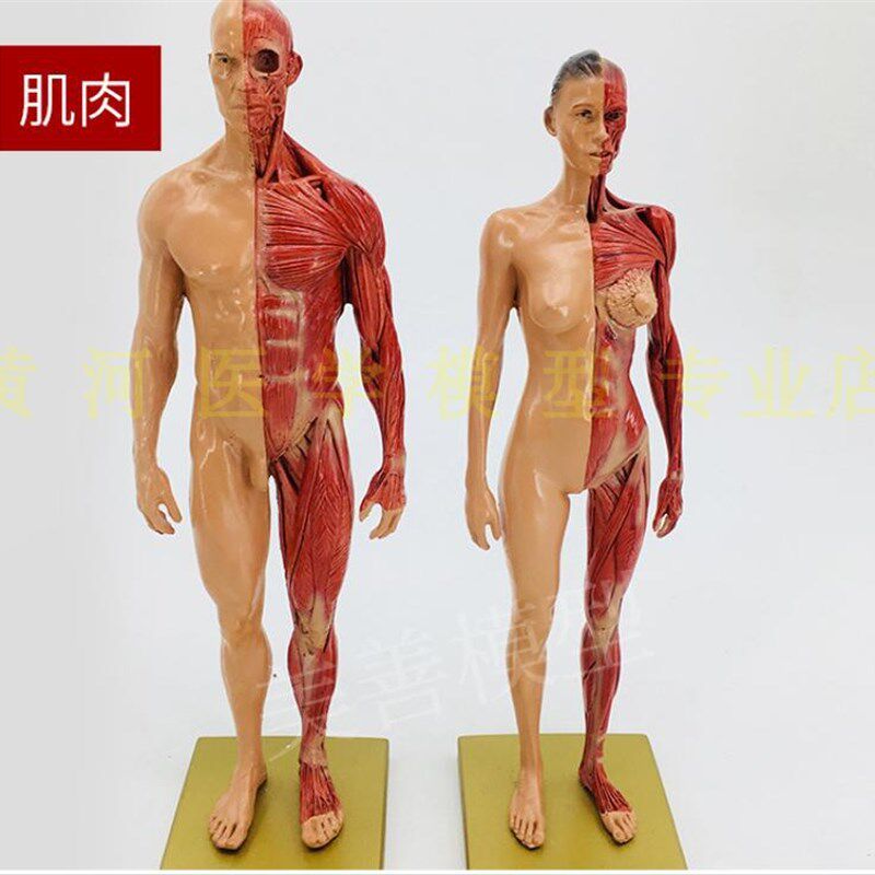 30cm艺用 树脂肌肉 骨骼t 解剖 人体模型 结构美术 CG绘画雕塑教