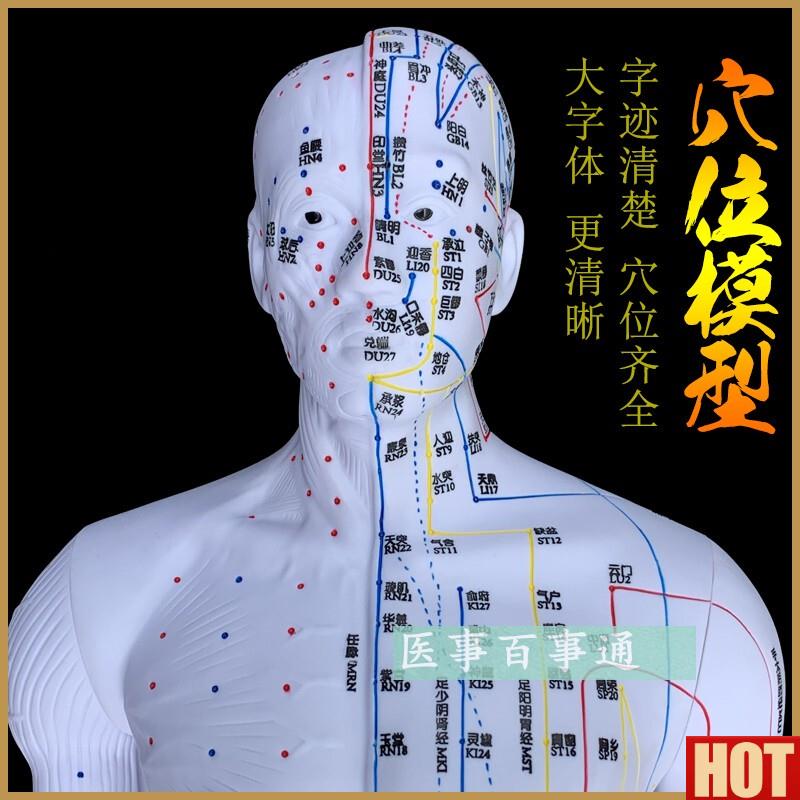 医针灸穴位图人体模型85cm男模型A清晰经络小人体针灸穴位模具