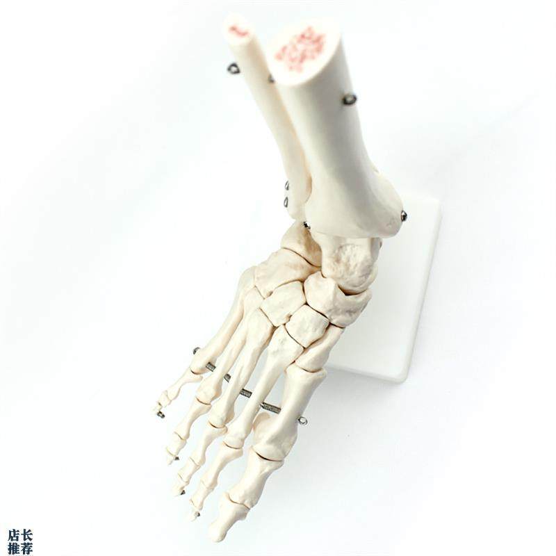 ENOVO颐诺人体医学人体w足踝关节模型足关节脚关节手足外科胫腓