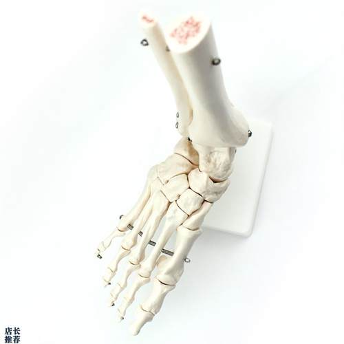 ENOVO颐诺人体医学人体w足踝关节模型足关节脚关节手足外科胫腓