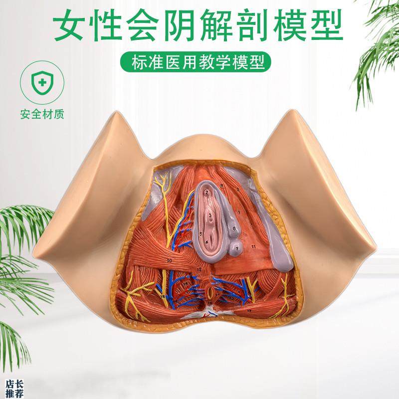 女性会阴模型会阴解剖模t型妇科解剖模型女性生殖器官解剖模型