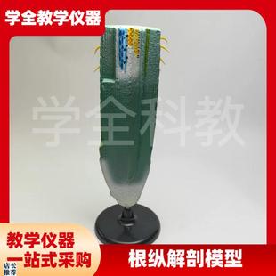 根纵剖模型33002中学生物教学模型I植物模型生物教学仪器教具