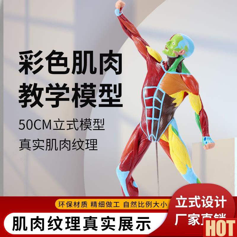 术绘画素描彩色50CM肌肉人体模g型全身肌肉解剖健身运动系统模特
