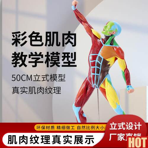 术绘画素描彩色50CM肌肉人体模g型全身肌肉解剖健身运动系统模特