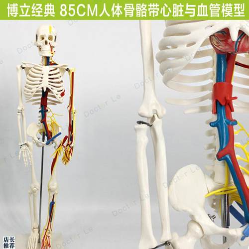85cm人体骨骼模型带心脏血管神经可拆J卸骨架医用教学标本小针刀
