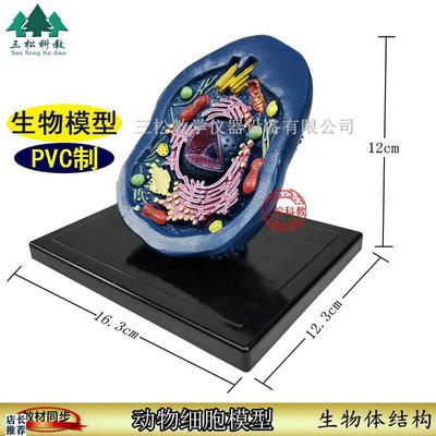 动物细胞模型动植物细胞模v型初高中生物结构教具细胞模型手工教