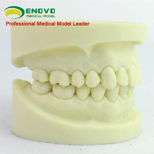 ENOVO颐诺白刚玉牙模型牙体预备操作制备练习T离体牙洞备牙医练