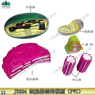 细胞器结构模型高中生物教学仪器线粒体叶绿体高X尔基体中心体