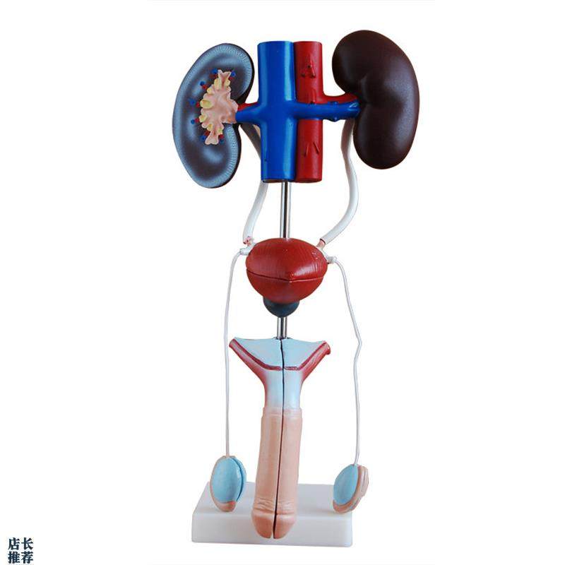 男性女性泌尿生殖系统模型肾脏解剖模型膀胱结构造Y教学医学教具