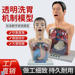 人体洗胃模型带警示透明洗胃机B制模型胃肠减压训练人体模型医用