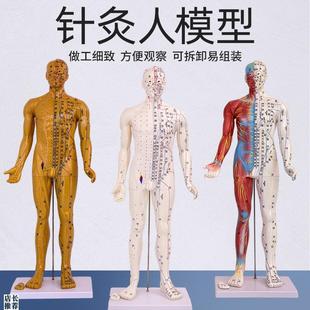 85CM人体穴位模型反射区经络按摩男针灸半皮半R肌肉骨骼解剖超清