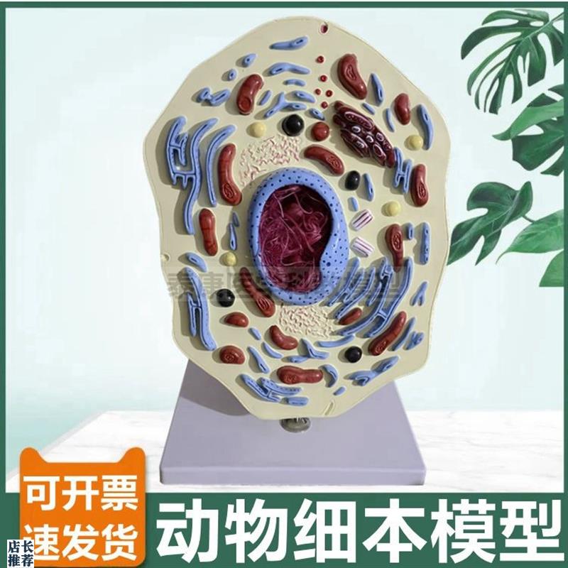 动物细胞模型细胞器线粒体细胞核细胞膜中学生物S课配套用微细结