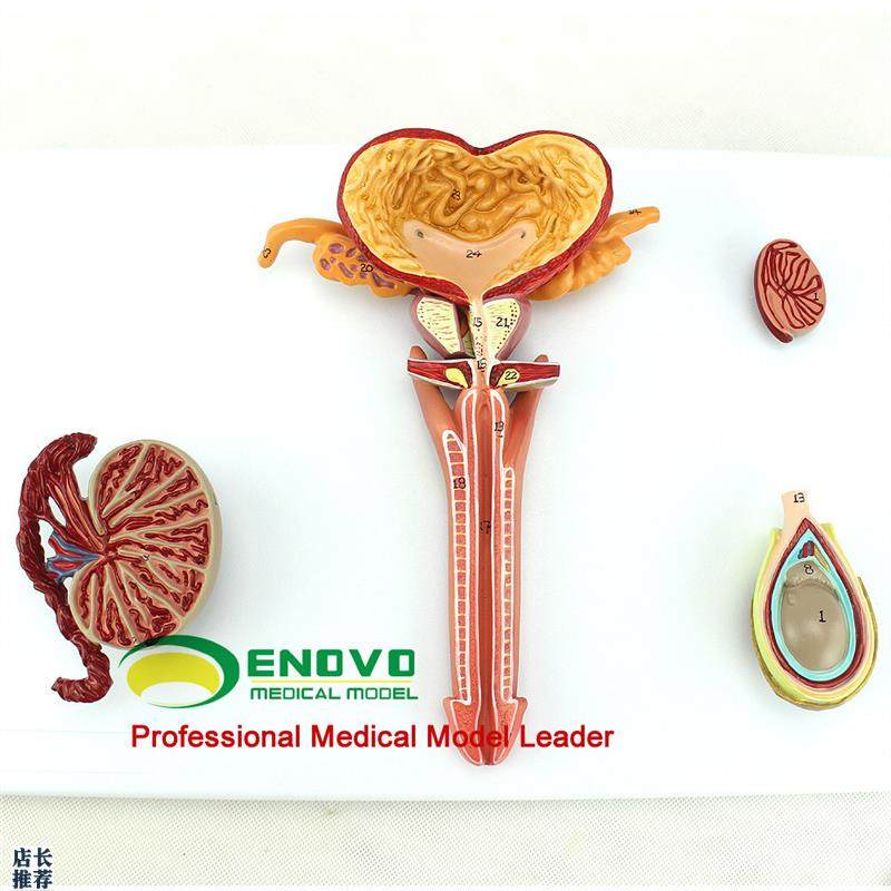 ENOVO颐诺医学人体男性生殖系统解G剖模型男科泌尿内科内外生殖器
