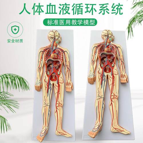 人体血液循环系统模型全身内脏A器官解剖教学教具心脏血管演示模