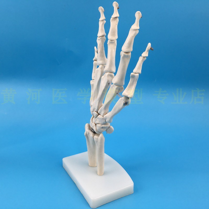 成人手关节功能模型 人体脚/手关D节模型 手骨解剖手掌骨可弯活动