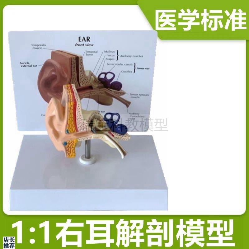 人体耳朵模型1比k1仿真鼓膜听小骨内耳迷路半规管中耳咽鼓管听觉