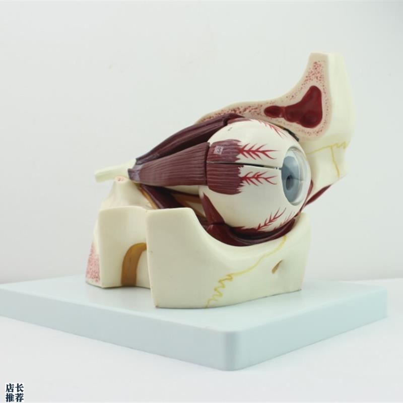 ENOVO颐诺眼球l眼眶解剖结构放大模型人体感觉器医学眼球模型眼