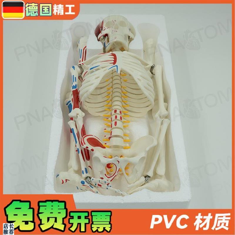 德国】85cm全身l人体骨骼模型可拆卸可活动肌肉着色脊神经椎间盘