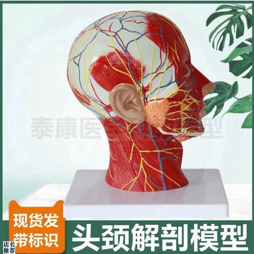 面部微整b形模型浅层肌肉血管神经头颅结构鼻咽喉口腔咽扁桃体喉