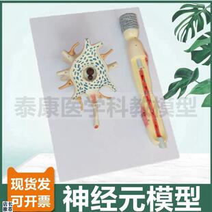 神经细胞模型神经元突触反射弧G模型脊髓神经根中枢脑功能
