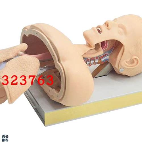 高级气管插管训i练模型(带报警)J50成人气管插管示教模型