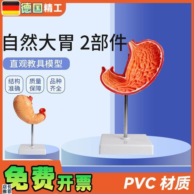 德国自然大胃2部件生物胃部解刨模型教学用品学生上Y课实验教材