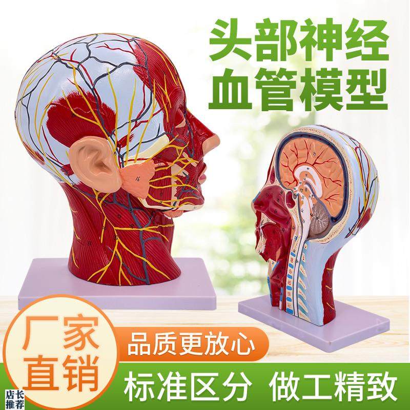 头部矢状b剖面切面附血管神经微整形人体头骨带肌肉神经血管模型