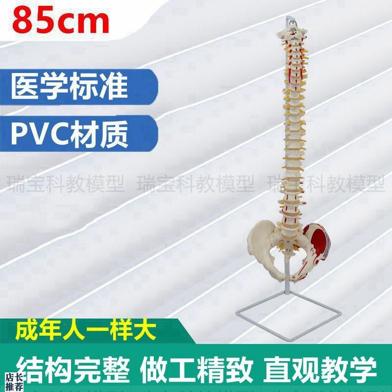 1:1人体脊柱正骨专用肌s肉起止点颈椎动脉神经生理弯曲骨盆骶椎股